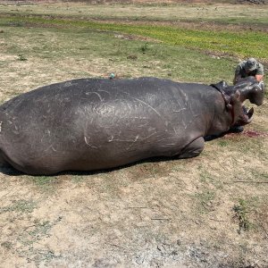 Hippo Hunting Zimbabwe