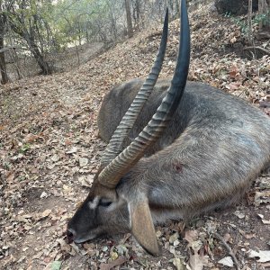 Waterbuck Hunting Zimbabwe