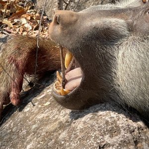 Baboon Hunt Zimbabwe