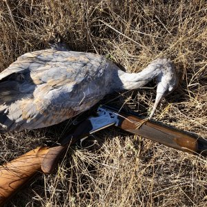 Bird Hunting Canada