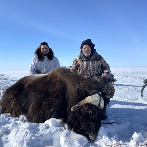 Muskox Hunt Inuvik Canada