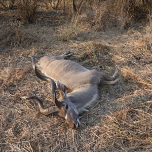 Kudu Hunt Mozambique