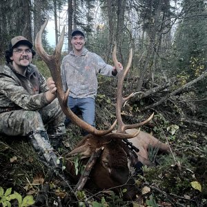 Alberta Elk 2023