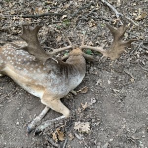 Fallow Deer Hunt Romania