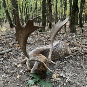 Fallow Deer Hunt Romania