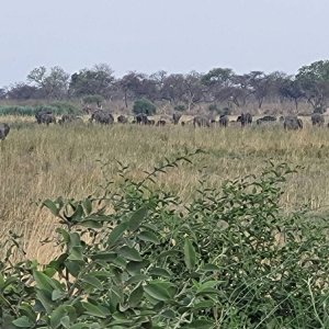 Elephant Herd Namibia