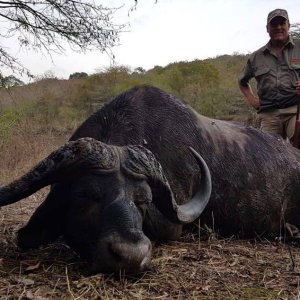 Cape Buffalo Hunt South Africa