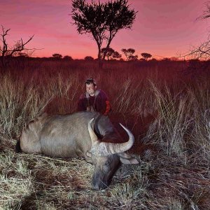 Buffalo Cow Hunt South Africa