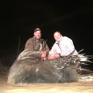 Porcupine Hunt South Africa