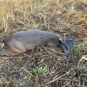 Blue Duiker Hunt Takeri Private Reserve Zambia