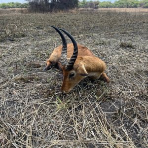 14 Inch Puku Hunt Takeri Private Reserve Zambia