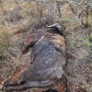 Buffalo Hunting South Africa