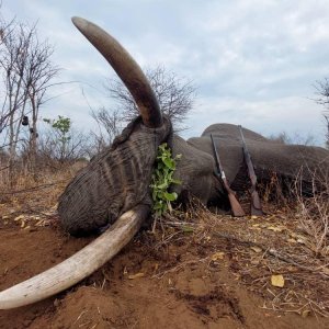 Elephant Hunt Bwabwata West Namibia