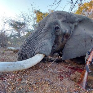 Elephant Hunt Bwabwata West Namibia