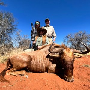 Golden Wildebeest Hunt South Africa