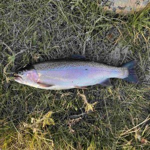 Fishing Rainbow Trout