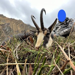 Carpathian Chamois Hunt Romania