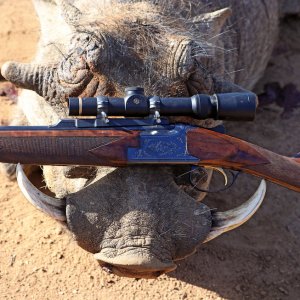 Hunting Warthog