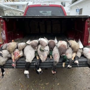 Bird Hunting Minnesota