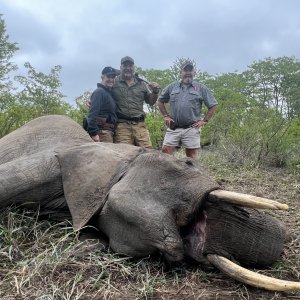 Elephant Hunt Zimbabwe