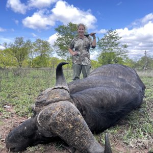 Buffalo Hunt Zimbabwe