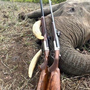 Elephant Hunt Zimbabwe