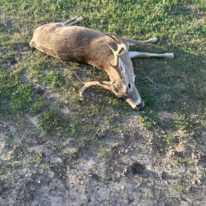 Hunting Whitetail Deer