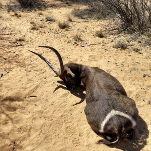 Waterbuck Hunt South Africa