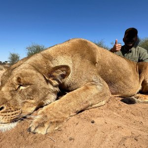 Lioness Hunt South Africa