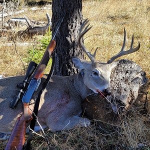 Hunting Whitetail Deer