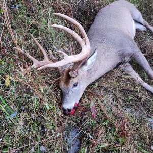 Hunting Whitetail Deer Canada