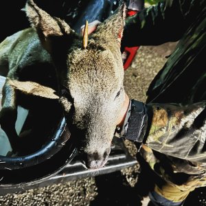 Red Deer Hunt Scotland