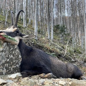 Carpathian Chamois