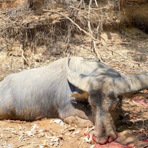 Water Buffalo Hunt Northern Territory Australia