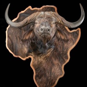 Buffalo Morden Wall Display Taxidermy