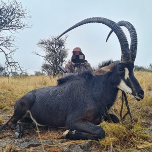 Sable Hunt Eastern Cape South Africa