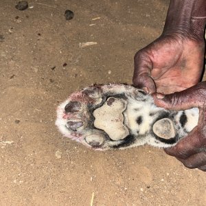 Leopard front paw