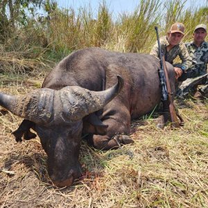 Buffalo Hunt Mozambique