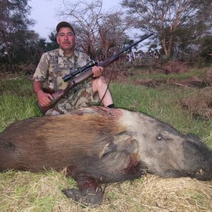 Bushpig Hunt Mozambique