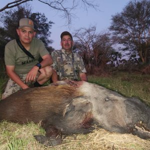 Bushpig Hunt Mozambique