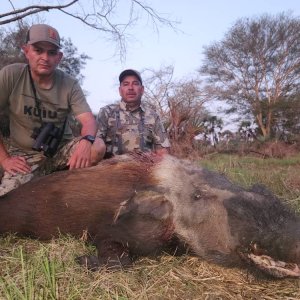 Bushpig Hunt Mozambique