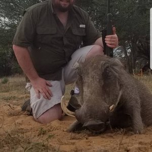 Warthog Hunt Kalahari South Africa