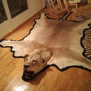 Lioness Rug Taxidermy