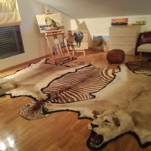 Lioness & Zebra Rugs Taxidermy