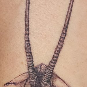 Gemsbok Tatoo