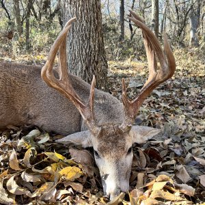 Whitetail Deer Hunt