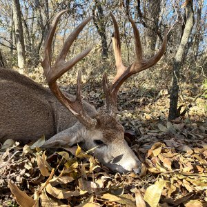 Whitetail Deer Hunt