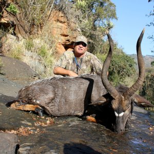 Nyala Hunt South Africa