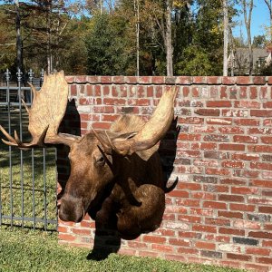 Alaskan Moose Shoulder Mount Taxidermy