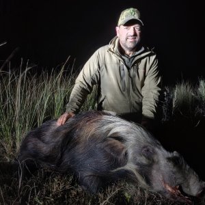 Bushpig Hunt South Africa